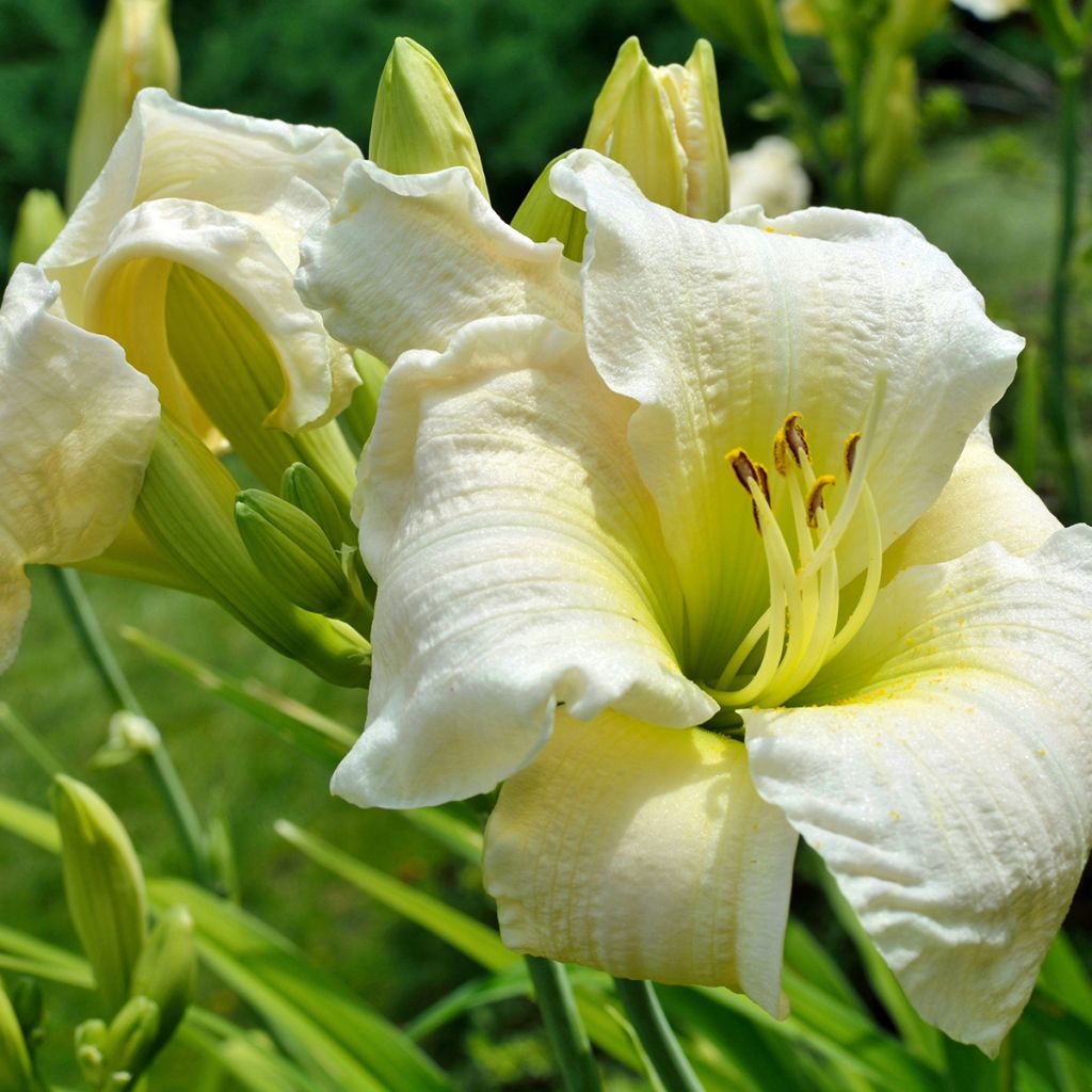 Hemerocallis Gentle Shepherd - Emerocallide