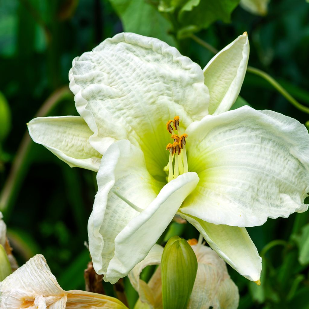 Hemerocallis Gentle Shepherd - Emerocallide