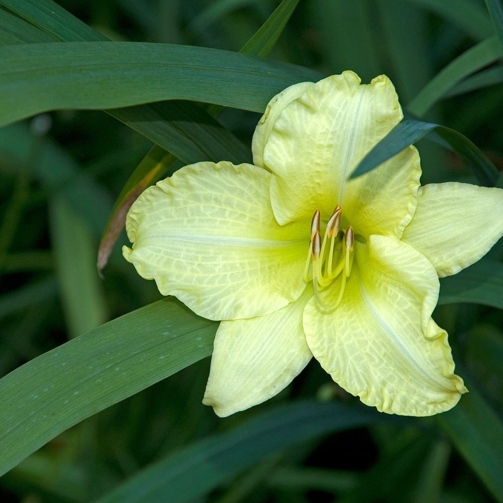 Hemerocallis Gentle Shepherd - Emerocallide