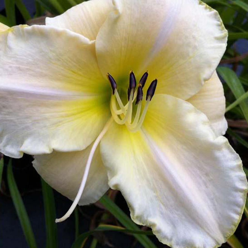 Hemerocallis Arctic Snow - Emerocallide