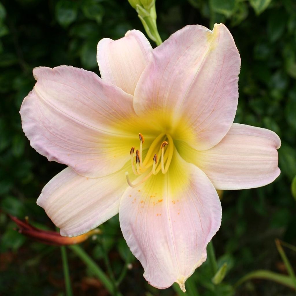 Hemerocallis Catherine Woodbury - Emerocallide