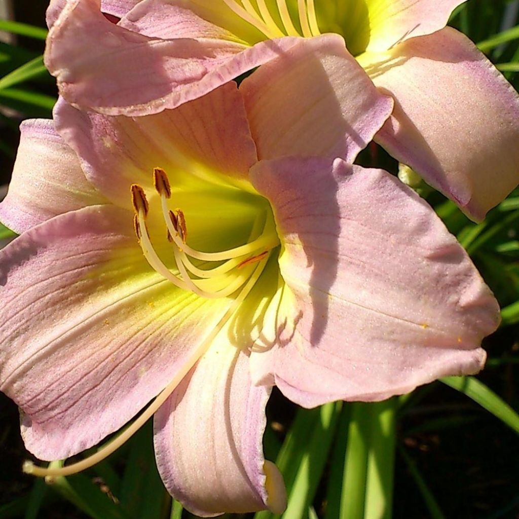 Hemerocallis Catherine Woodbury - Emerocallide