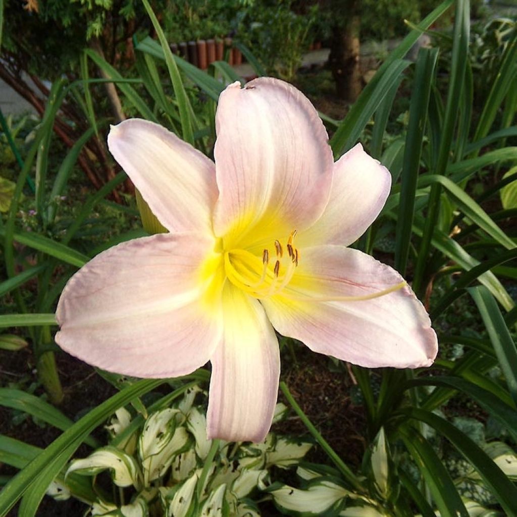 Hemerocallis Catherine Woodbury - Emerocallide