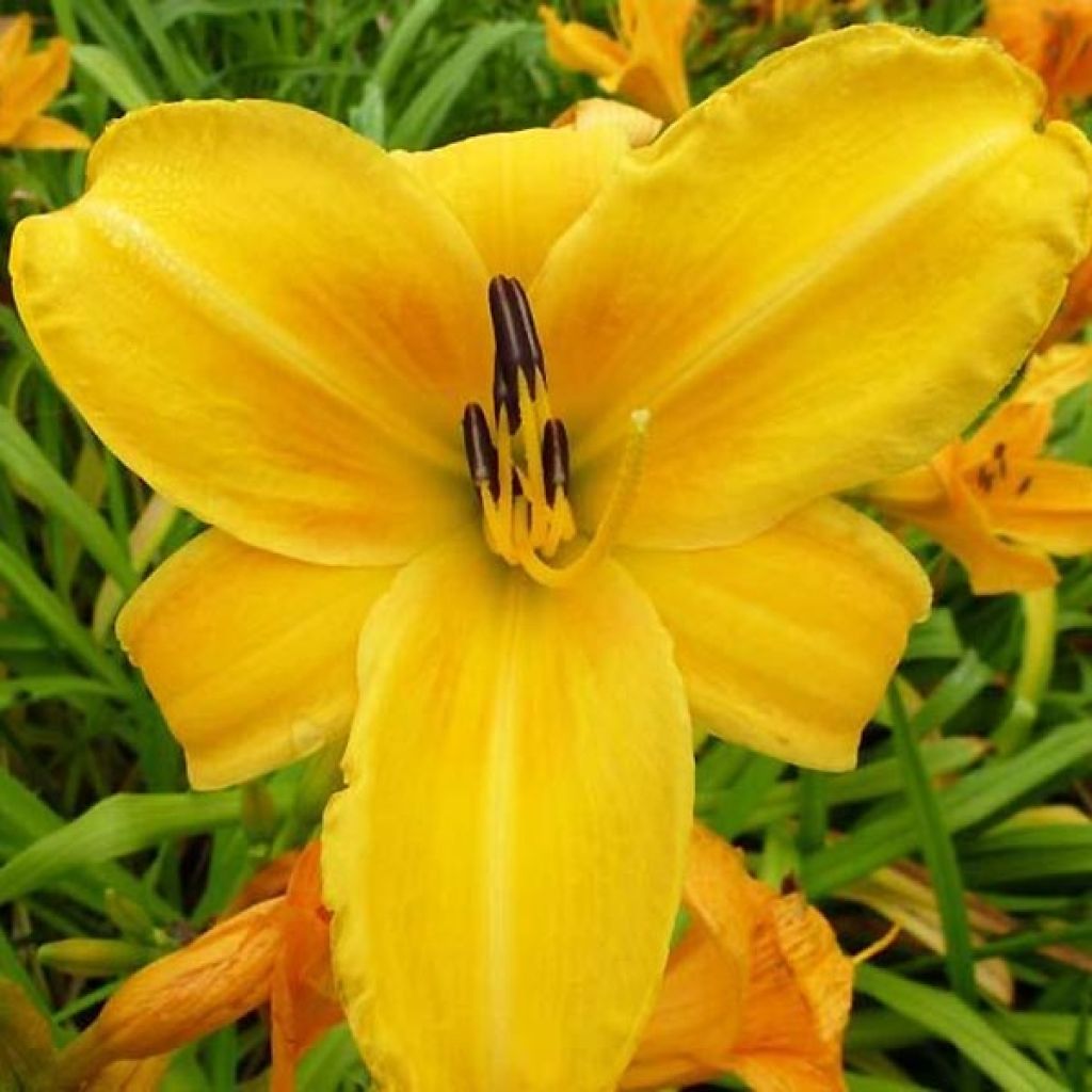 Hemerocallis Chicago Sunrise - Emerocallide