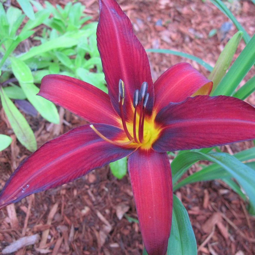 Hemerocallis Crimson Pirate - Emerocallide