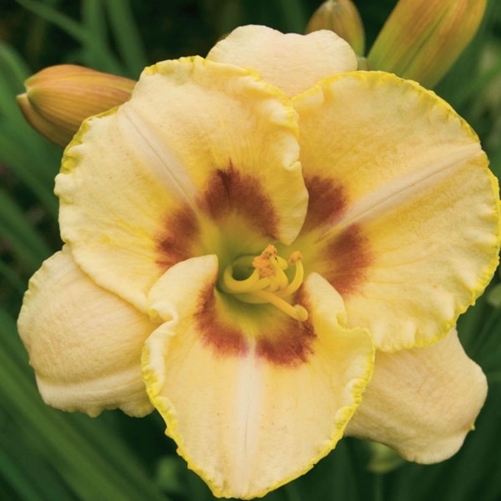 Hemerocallis Custard Candy - Emerocallide