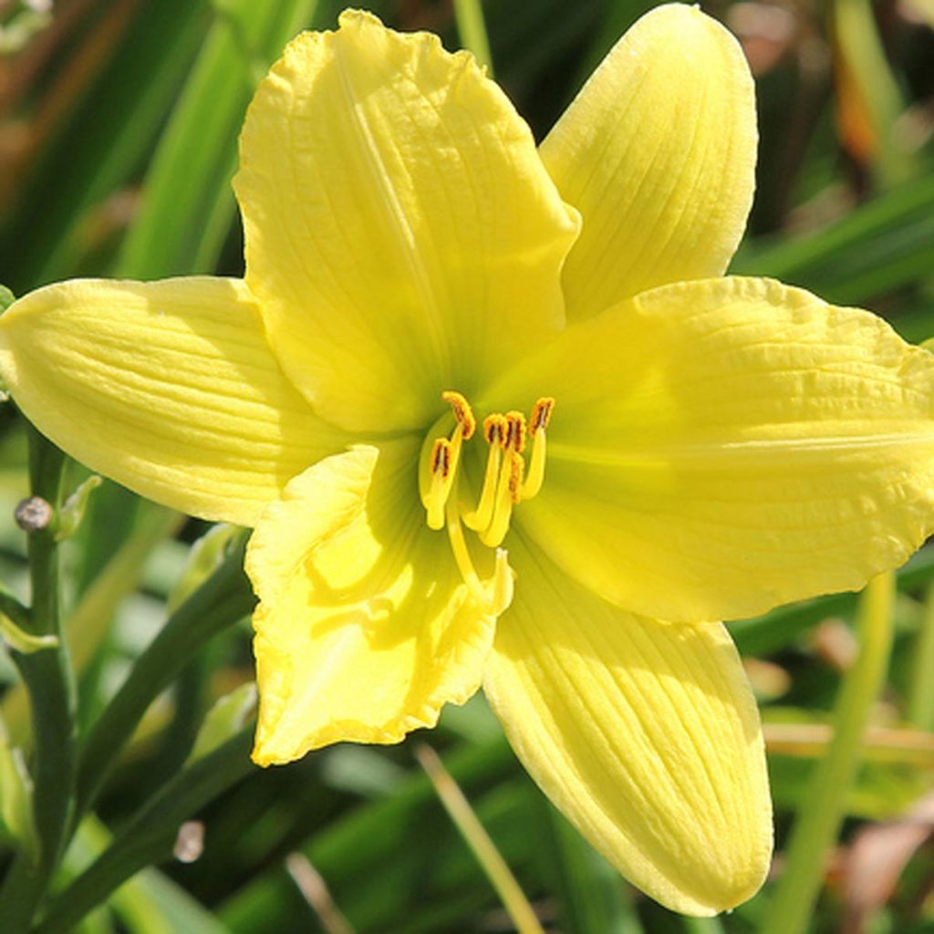 Hemerocallis Green Flutter - Emerocallide