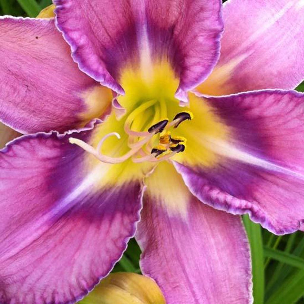 Hemerocallis Mildred Mitchell - Emerocallide