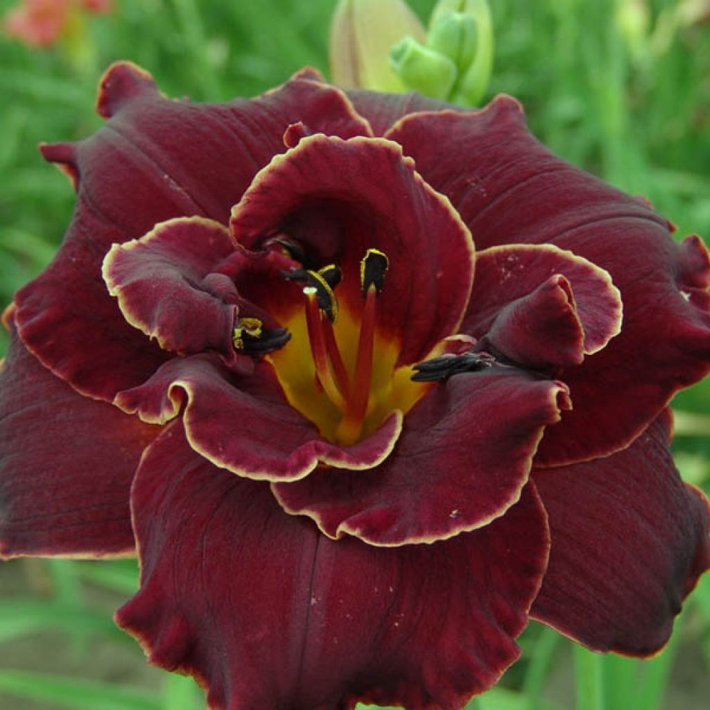 Hemerocallis Night Embers - Emerocallide