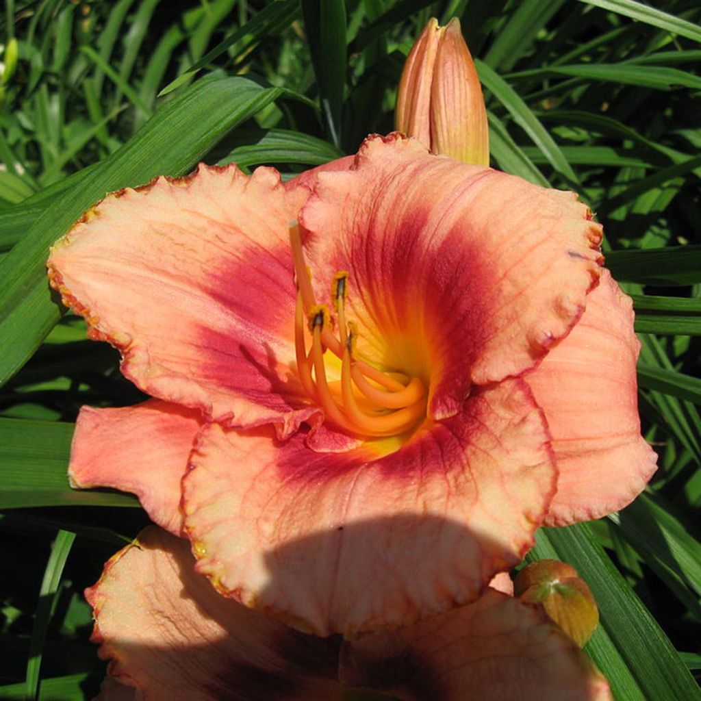 Hemerocallis Strawberry Candy - Emerocallide