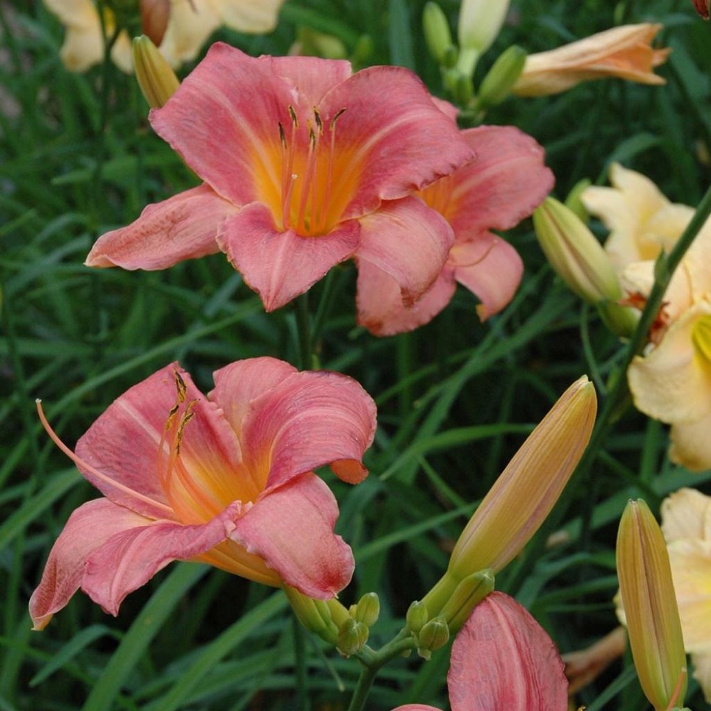 Hemerocallis Strawberry Swirl - Emerocallide