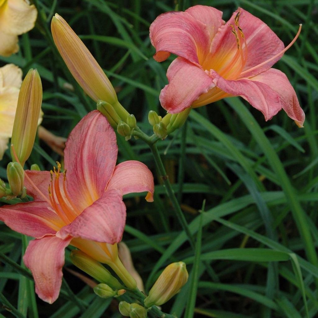 Hemerocallis Strawberry Swirl - Emerocallide