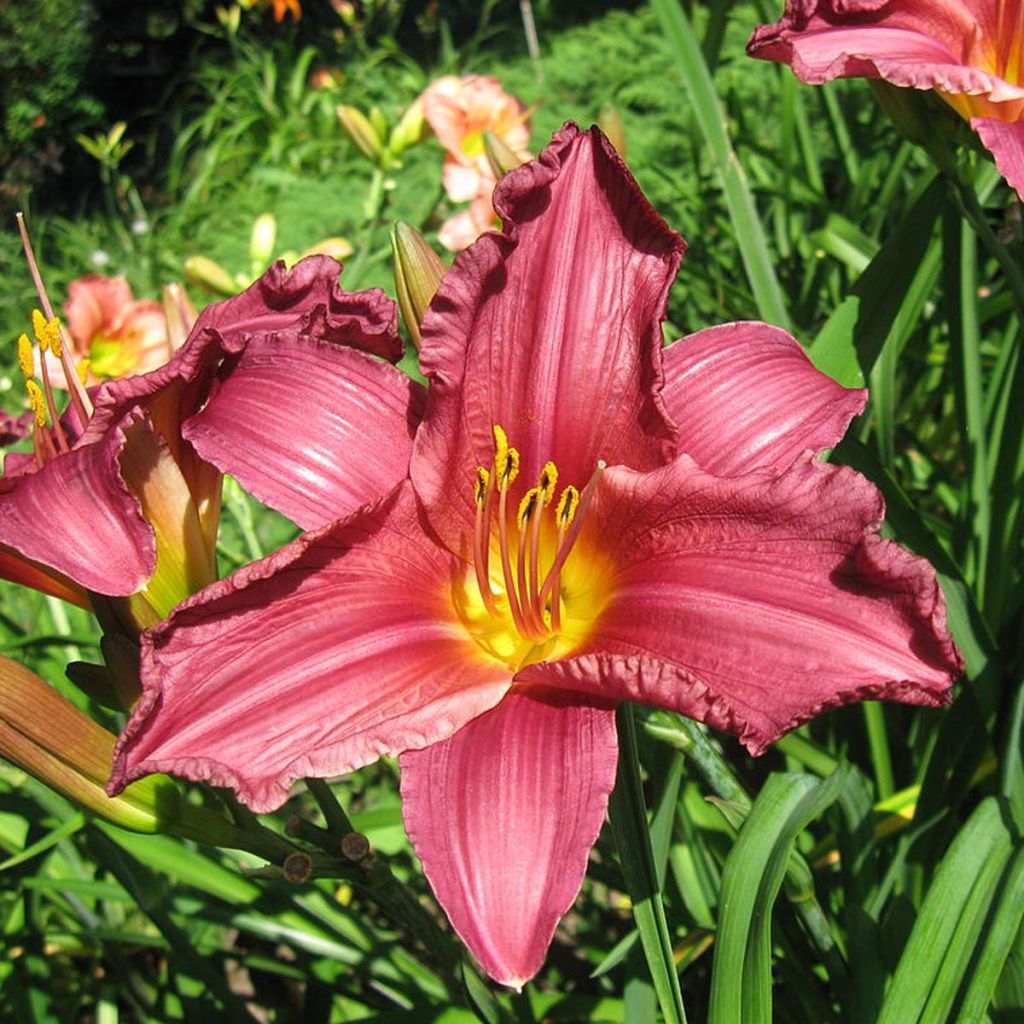 Hémérocalle Summer Wine - Hemerocallis Summer Wine