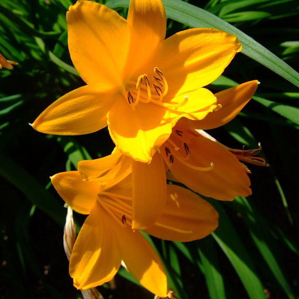 Hemerocallis middendorffii - Emerocallide