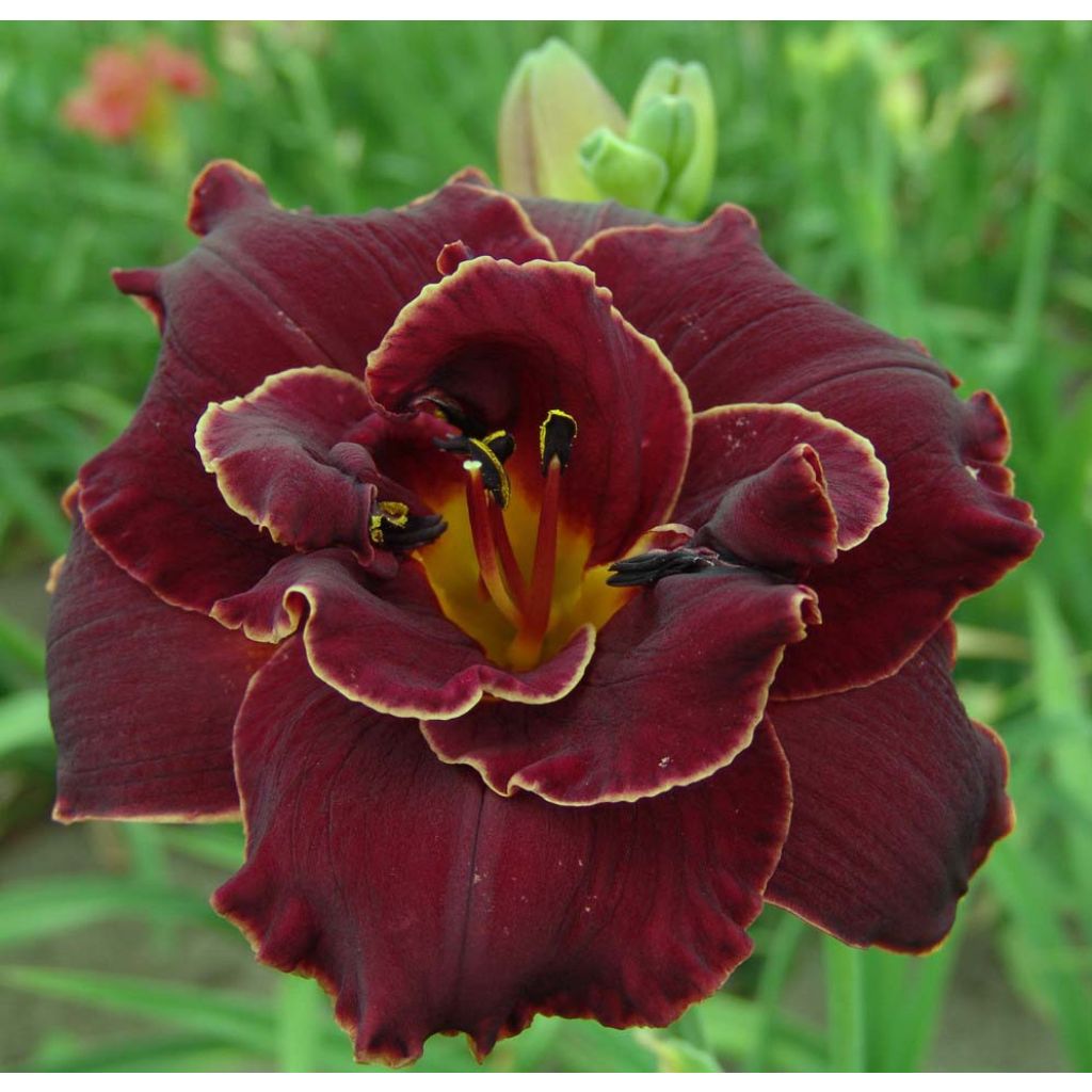 Hemerocallis Night Embers - Emerocallide