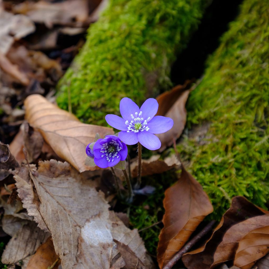 Hepatica nobilis - Erba trinità