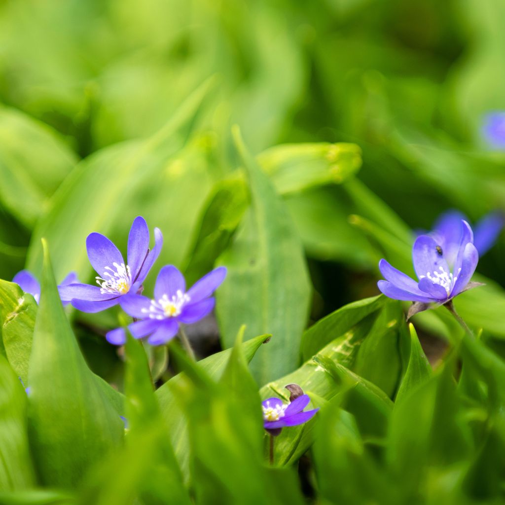 Hepatica nobilis - Erba trinità