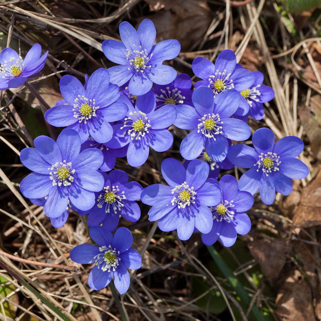 Hepatica nobilis - Erba trinità