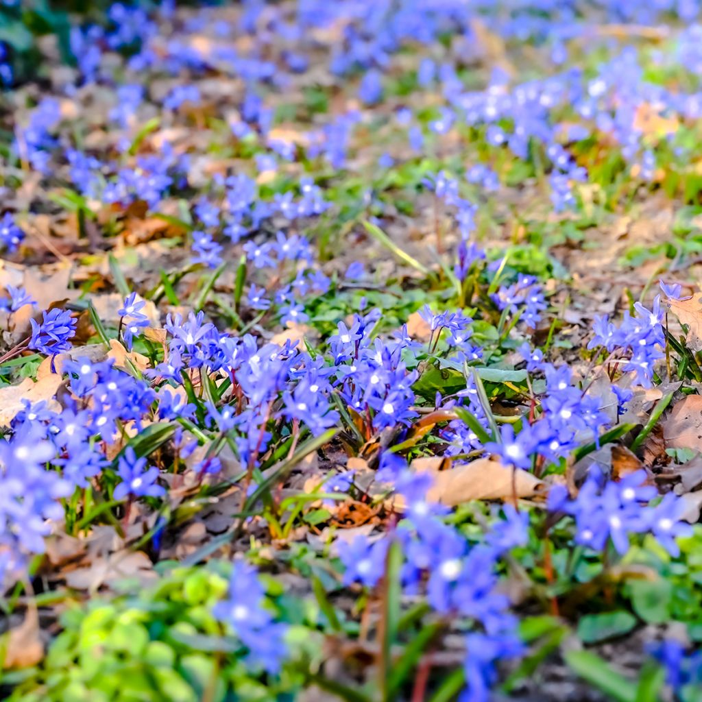 Hepatica nobilis - Erba trinità