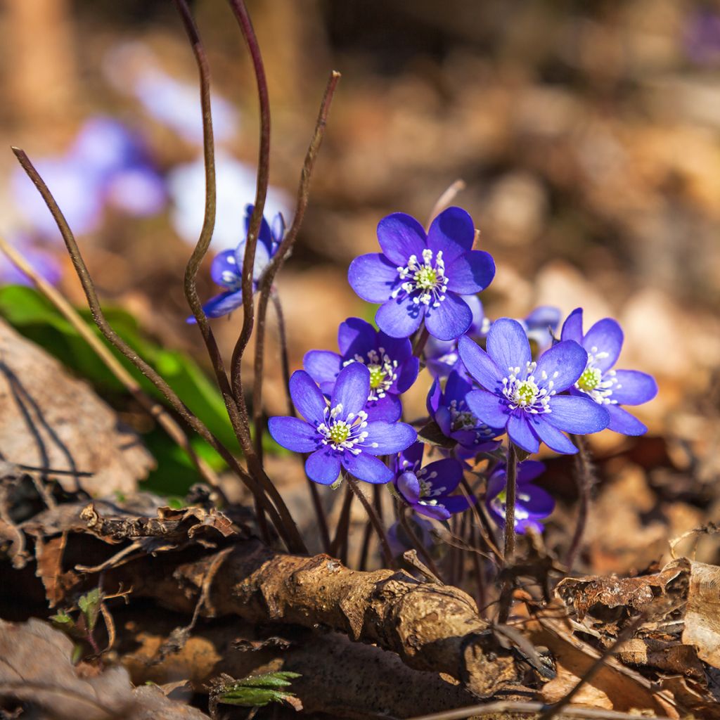 Hepatica nobilis - Erba trinità