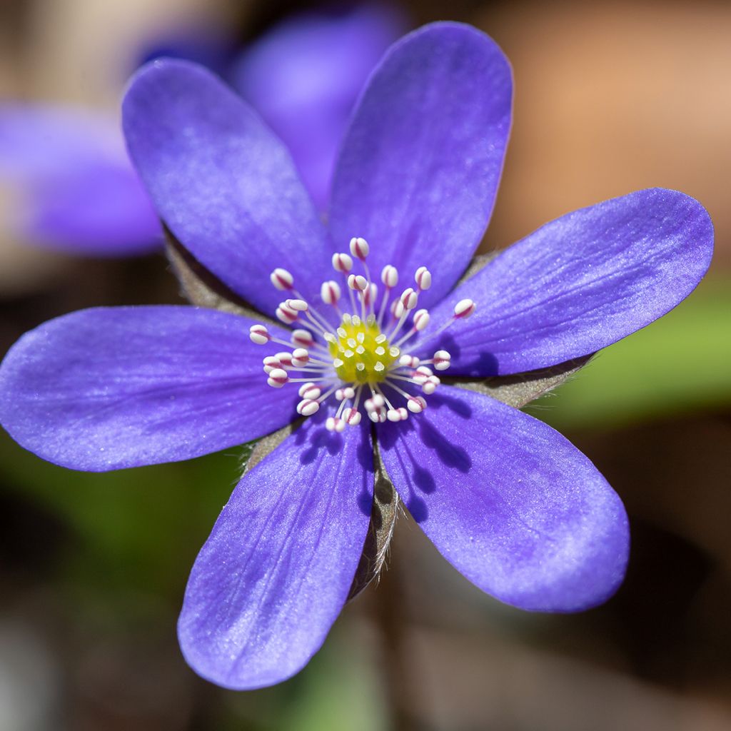 Hepatica nobilis - Erba trinità