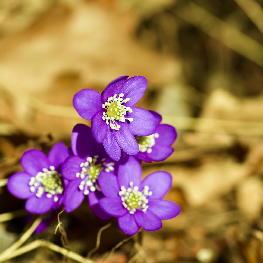 Hepatica nobilis Purple Forest - Erba trinità