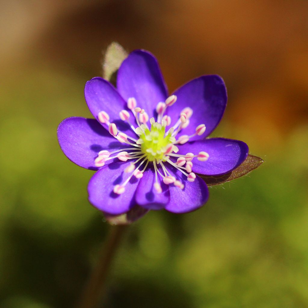 Hepatica nobilis Purple Forest - Erba trinità