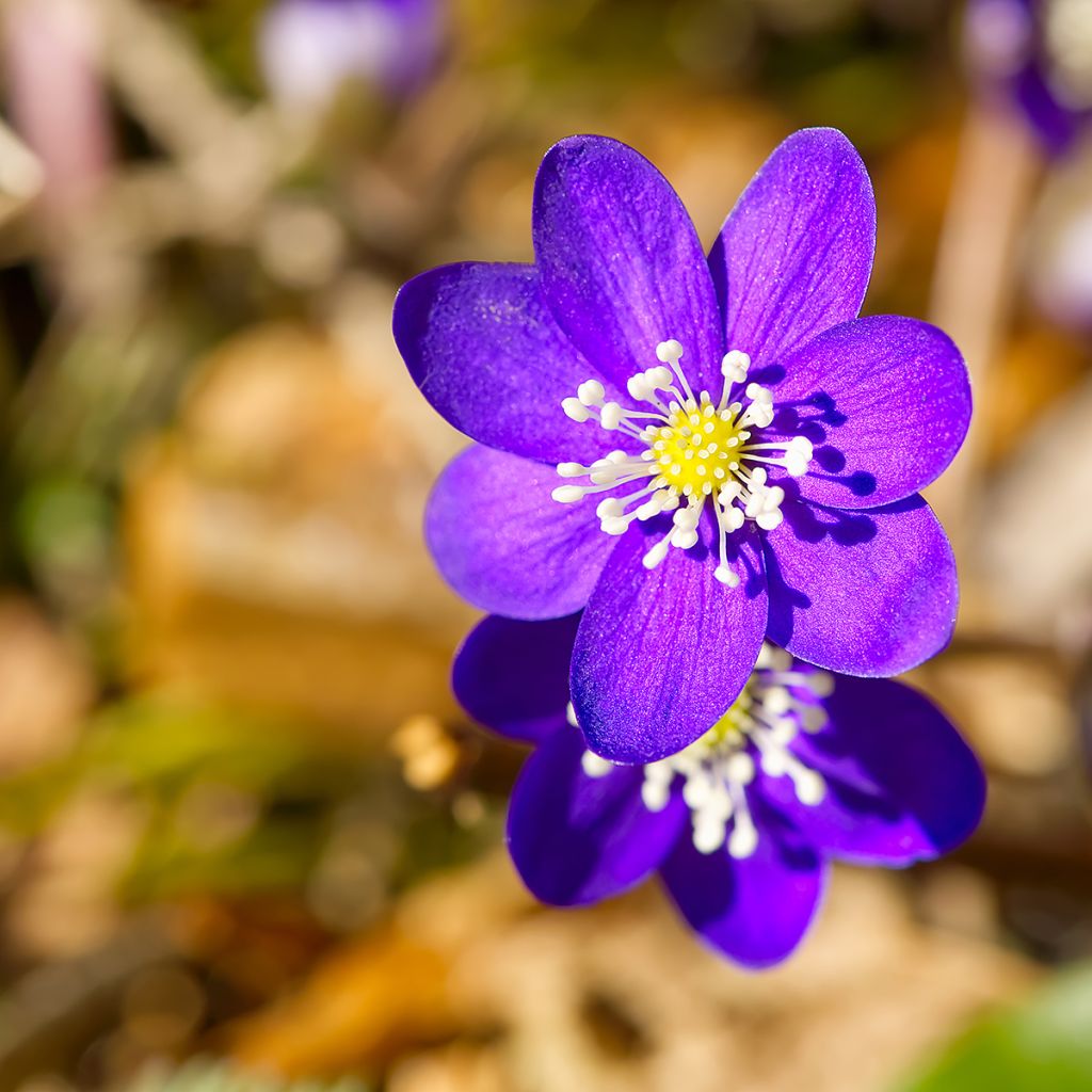 Hepatica nobilis Purple Forest - Erba trinità