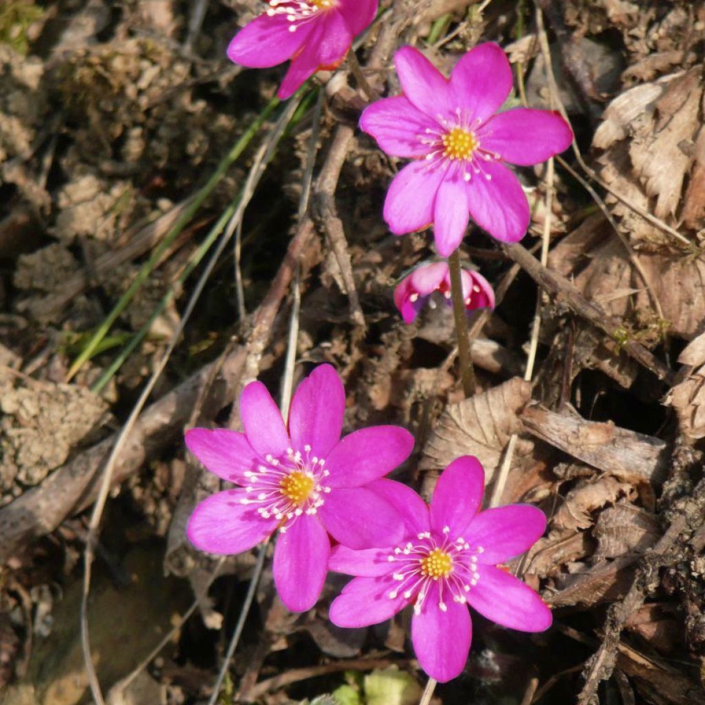 Hepatica nobilis Rosea, Anémone Hépatique