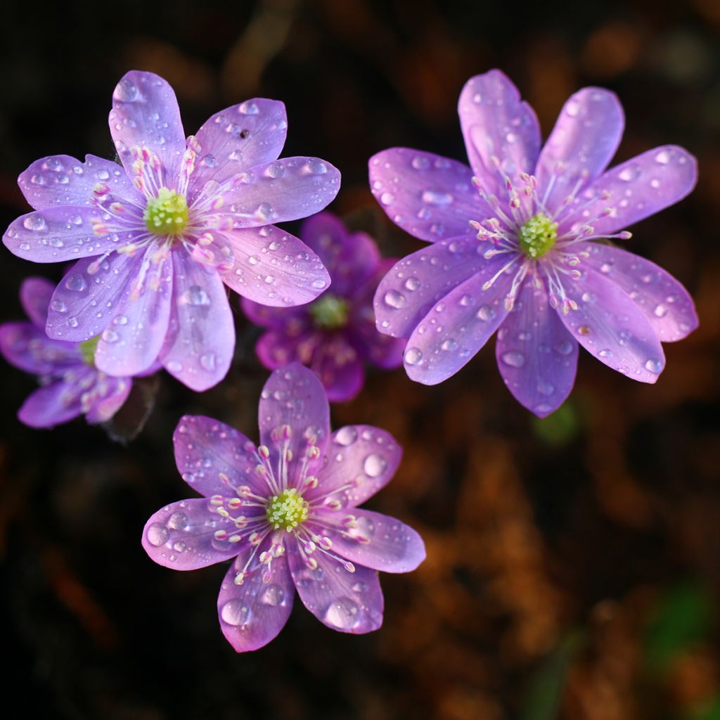 Hepatica nobilis Rosea - Erba trinità