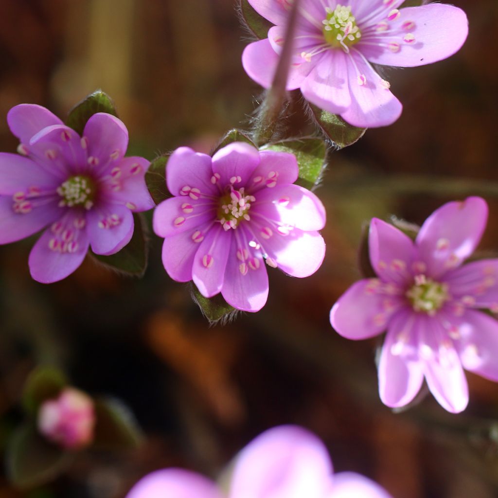 Hepatica nobilis Rosea - Erba trinità