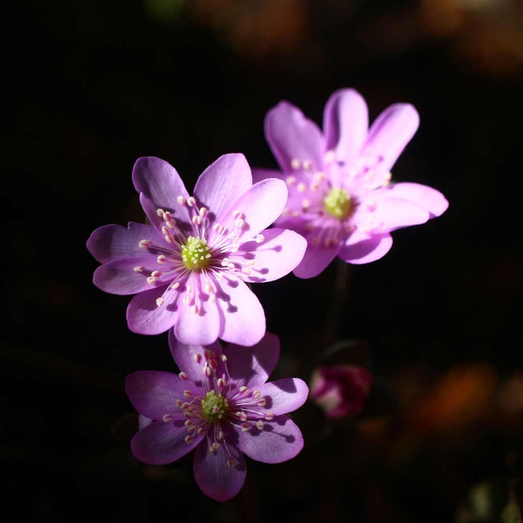 Hepatica nobilis Rosea - Erba trinità