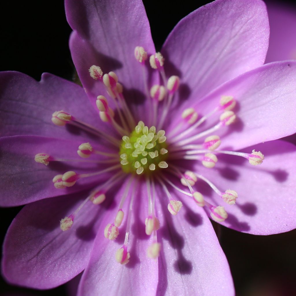 Hepatica nobilis Rosea - Erba trinità