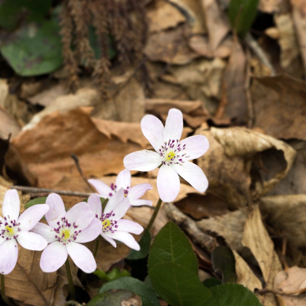 Hepatica nobilis White Forest - Erba trinità