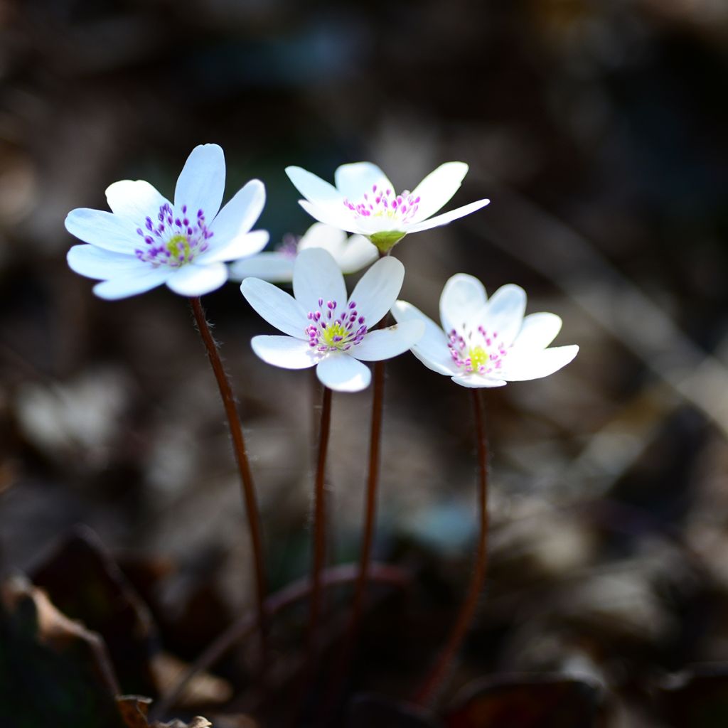 Hepatica nobilis White Forest - Erba trinità