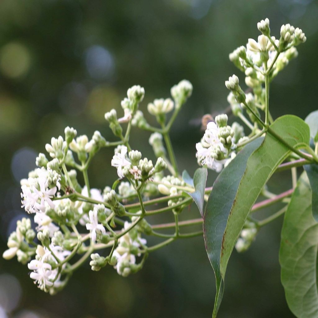 Heptacodium miconioides Tianshan