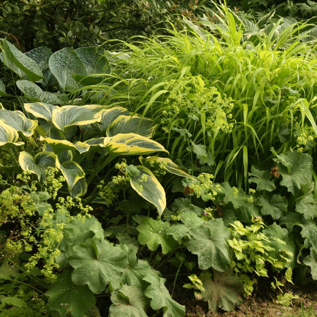 Hakonechloa macra All Gold - Erba della foresta giapponese