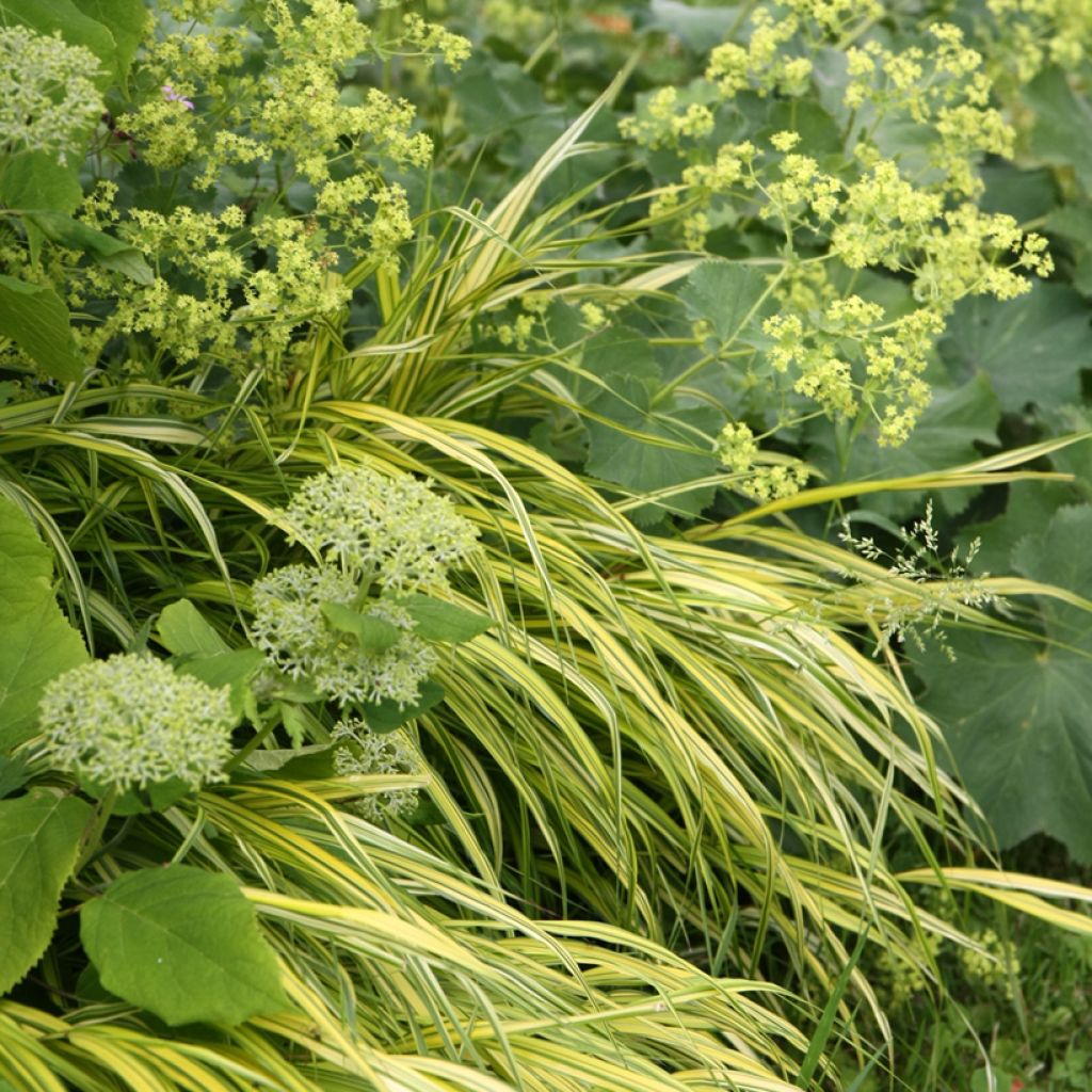 Hakonechloa macra Aureola - Erba della foresta giapponese