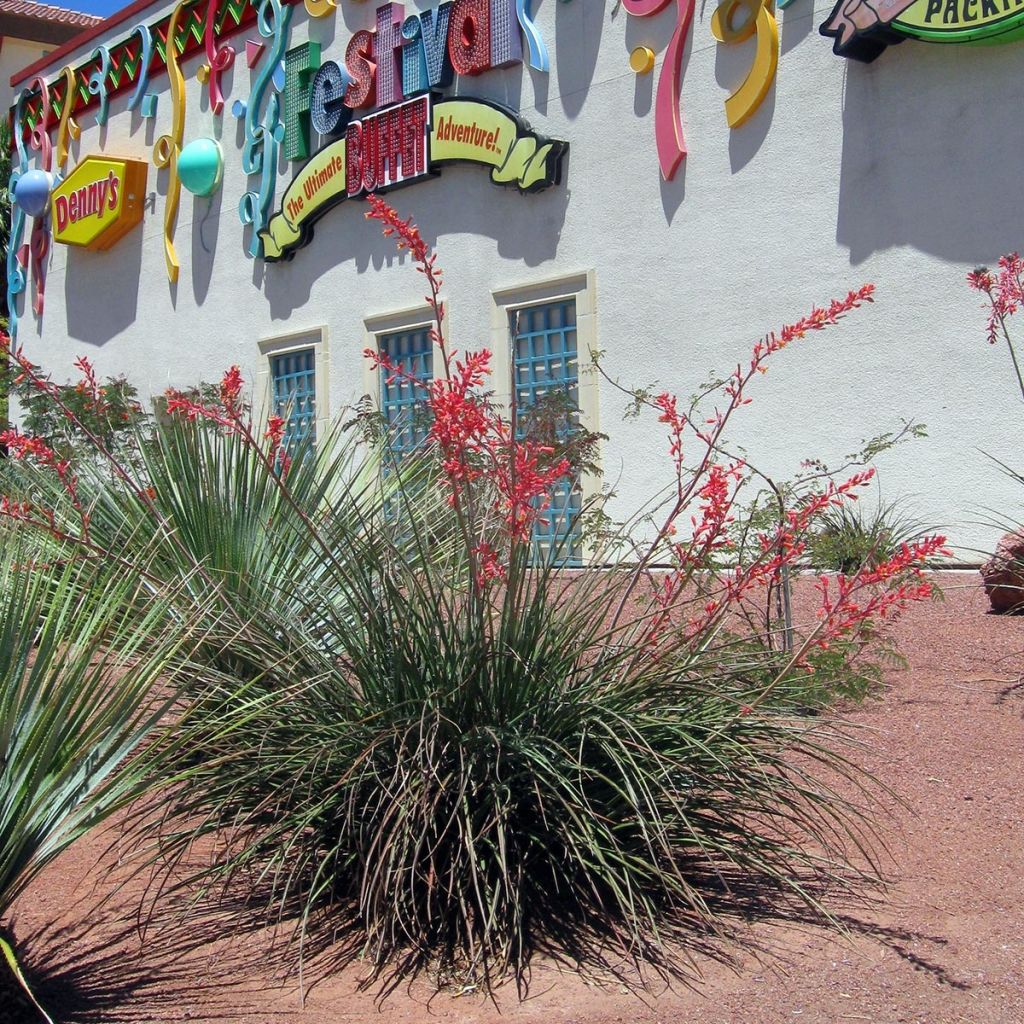 Hesperaloe parviflora - Yucca rouge