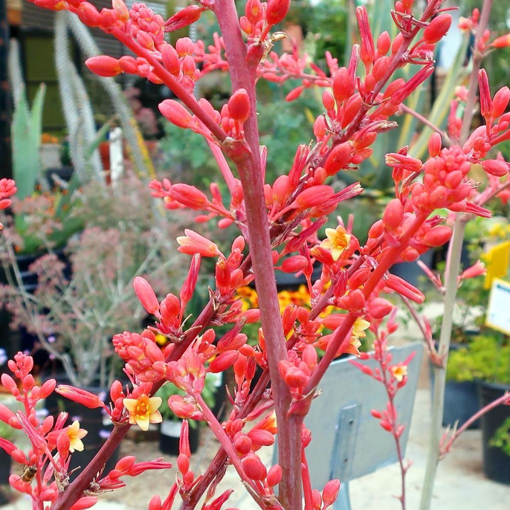 Hesperaloe parviflora - Yucca rouge