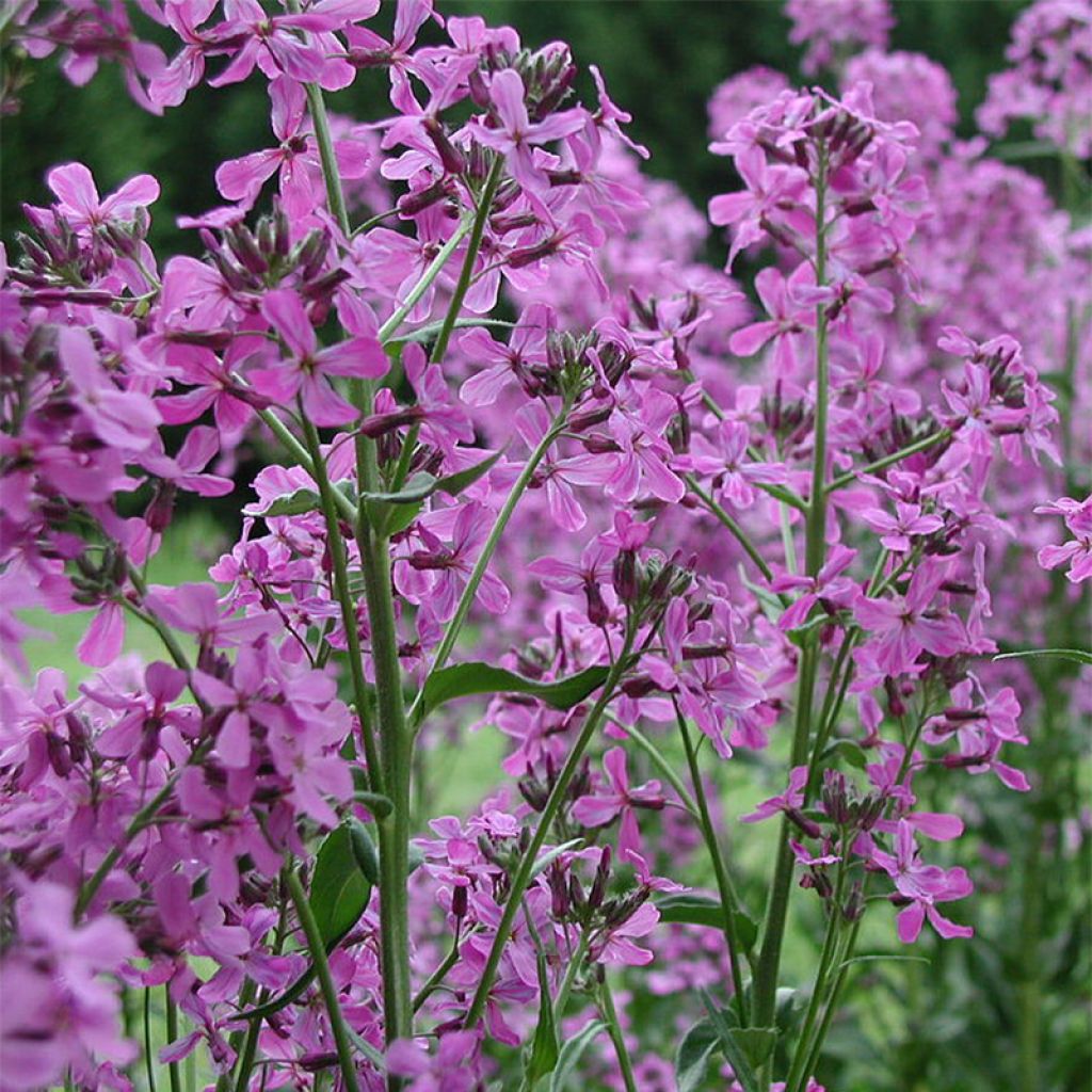 Hesperis matronalis - Julienne des Dames