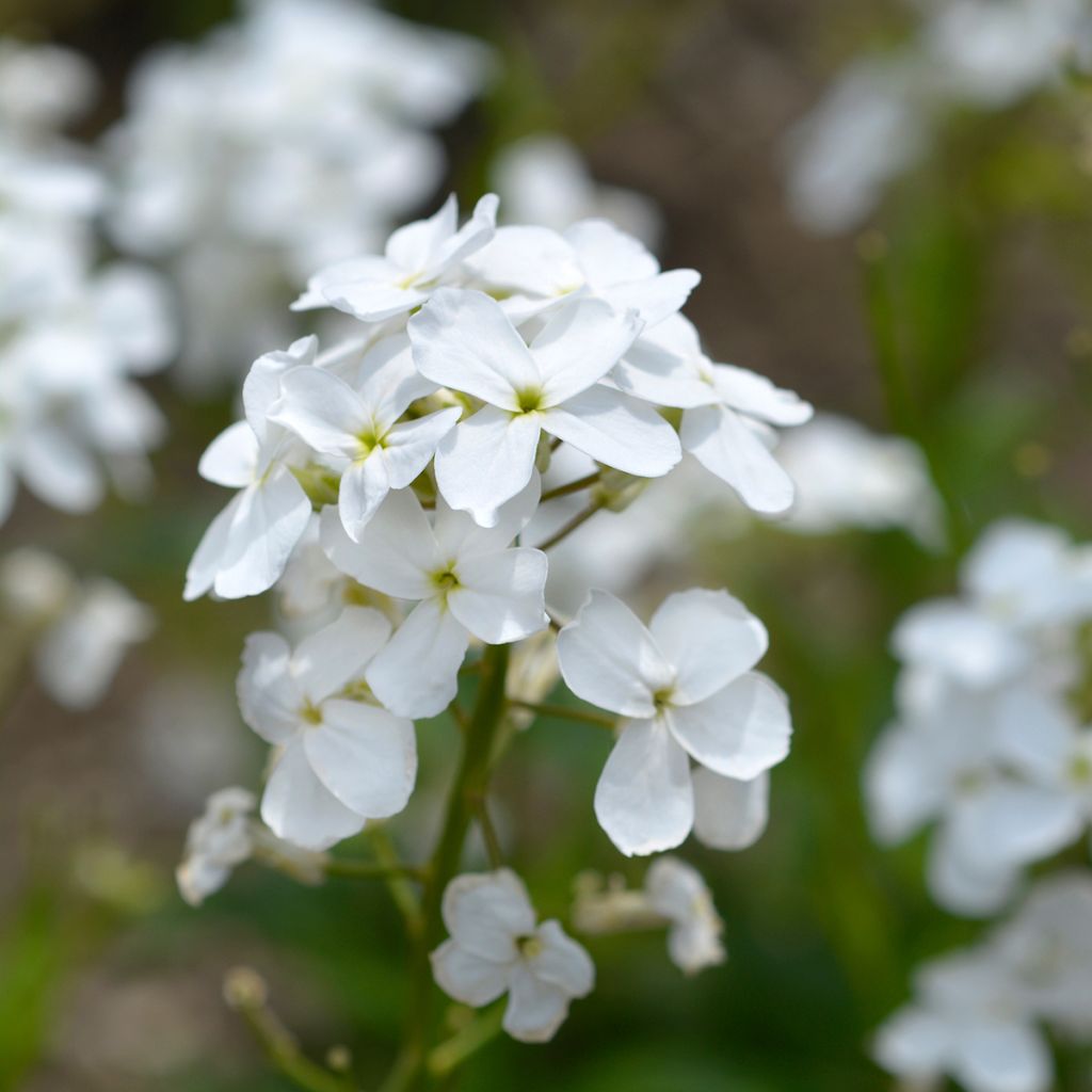 Hesperis matronalis Alba - Violaciocca antoniana bianca