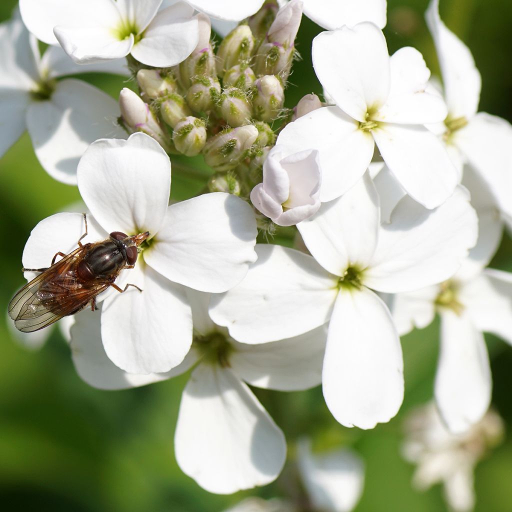 Hesperis matronalis Alba - Violaciocca antoniana bianca