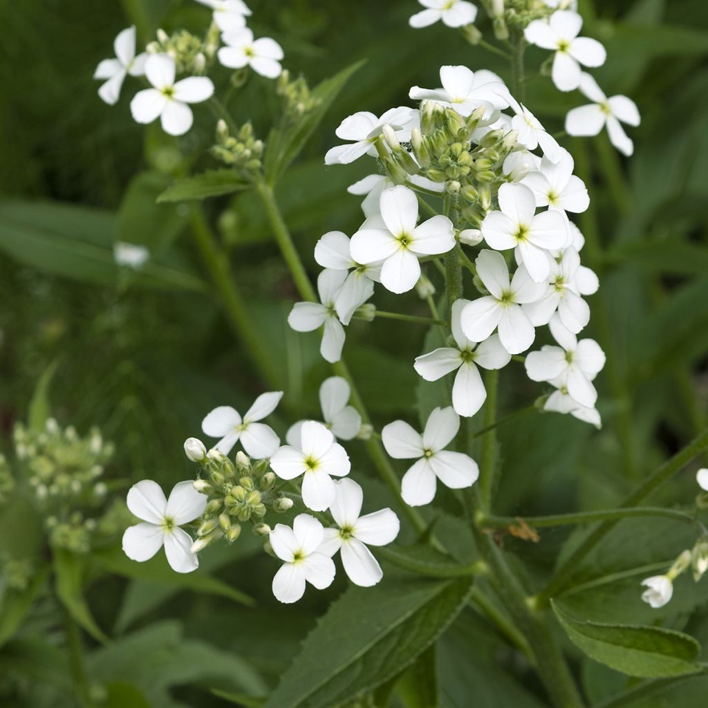 Hesperis matronalis Alba - Violaciocca antoniana bianca