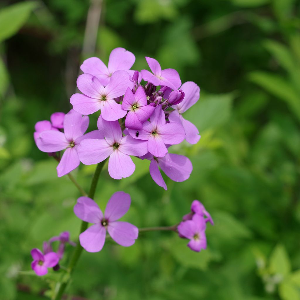 Hesperis matronalis - Violaciocca antoniana