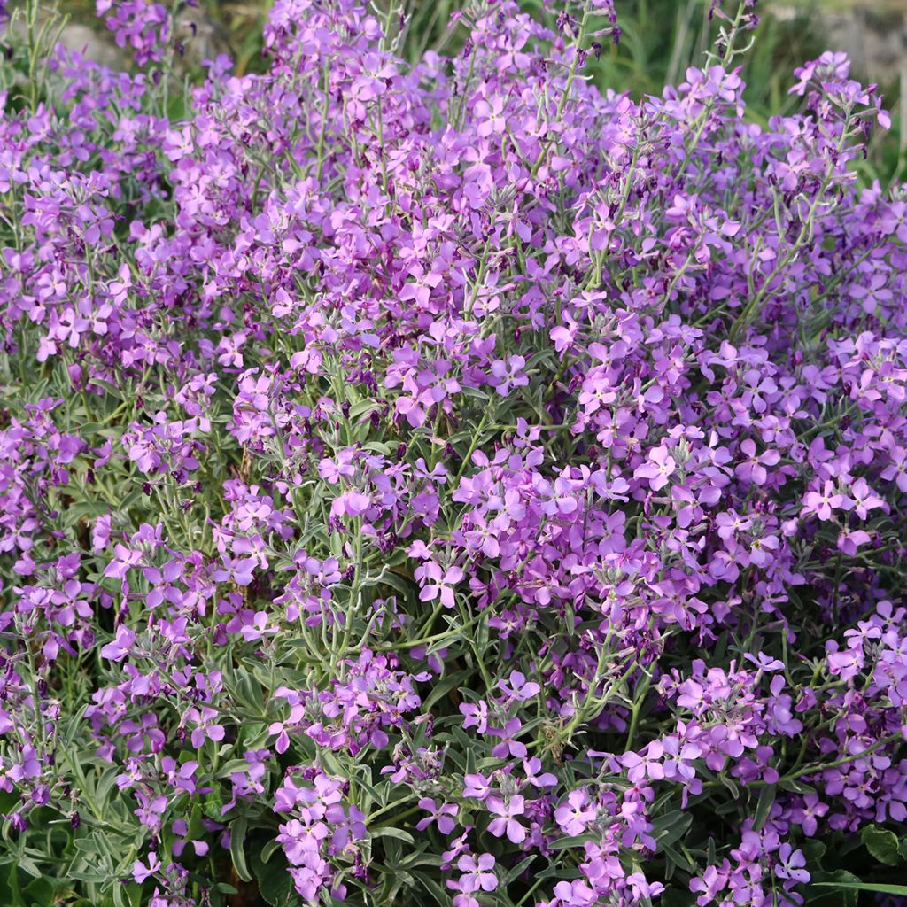 Hesperis matronalis - Violaciocca antoniana