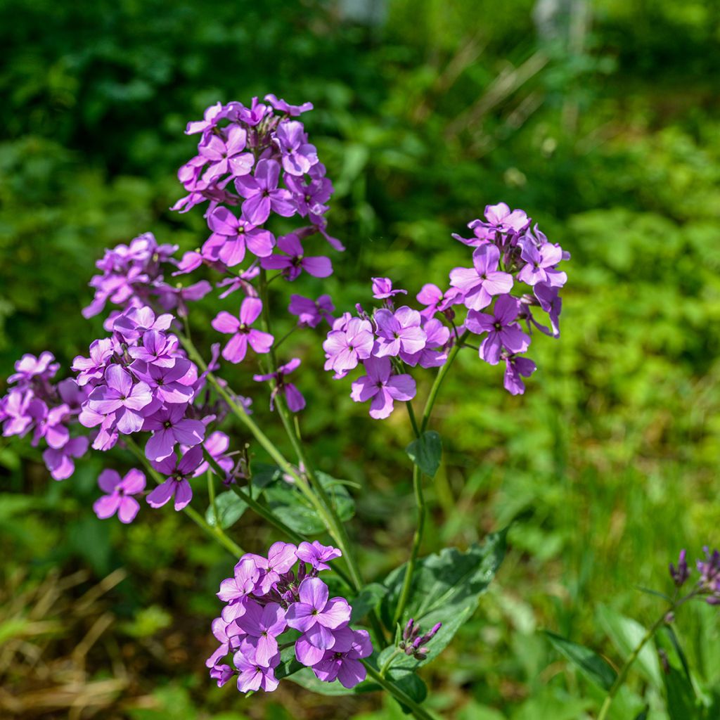 Hesperis matronalis - Violaciocca antoniana