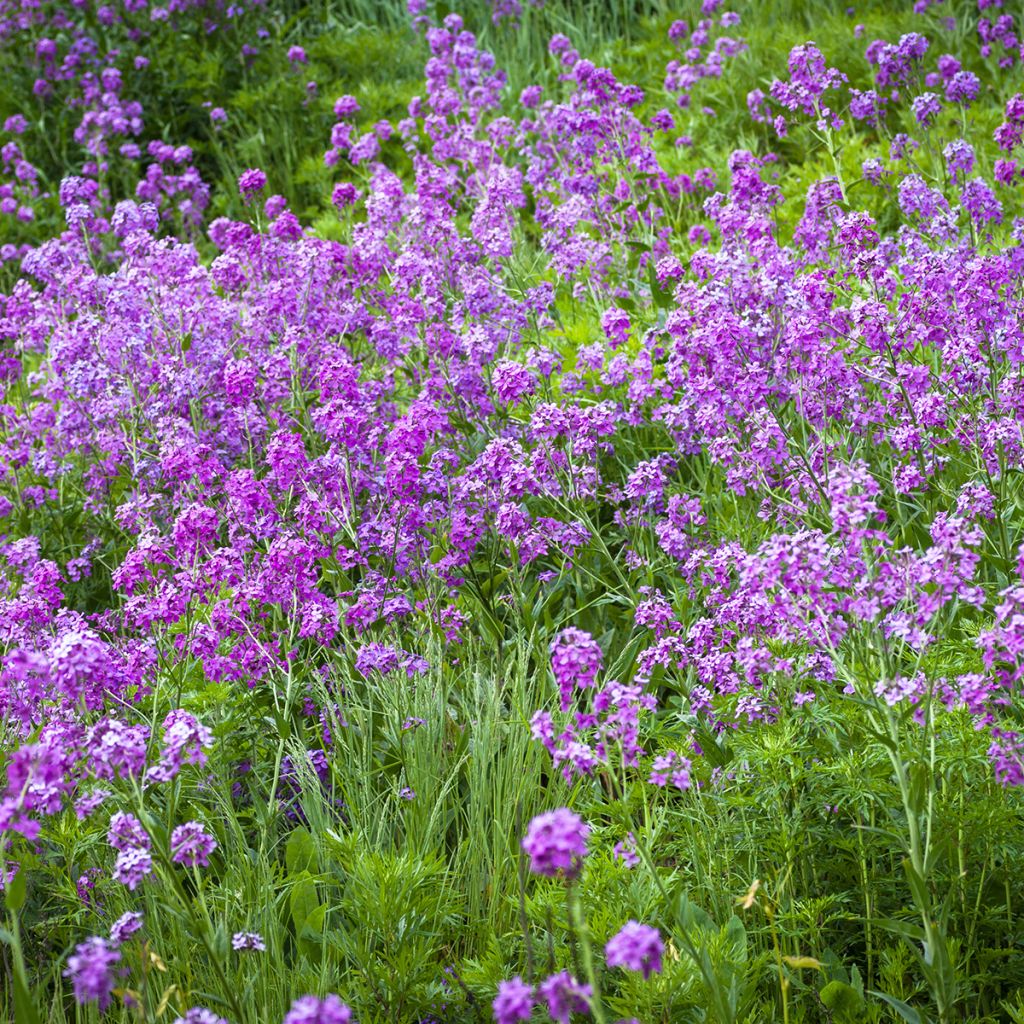 Hesperis matronalis - Violaciocca antoniana