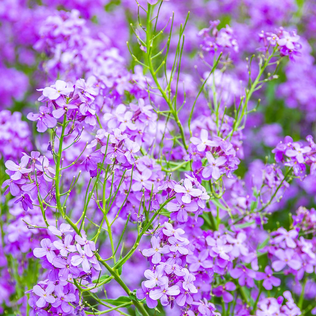 Hesperis matronalis - Violaciocca antoniana