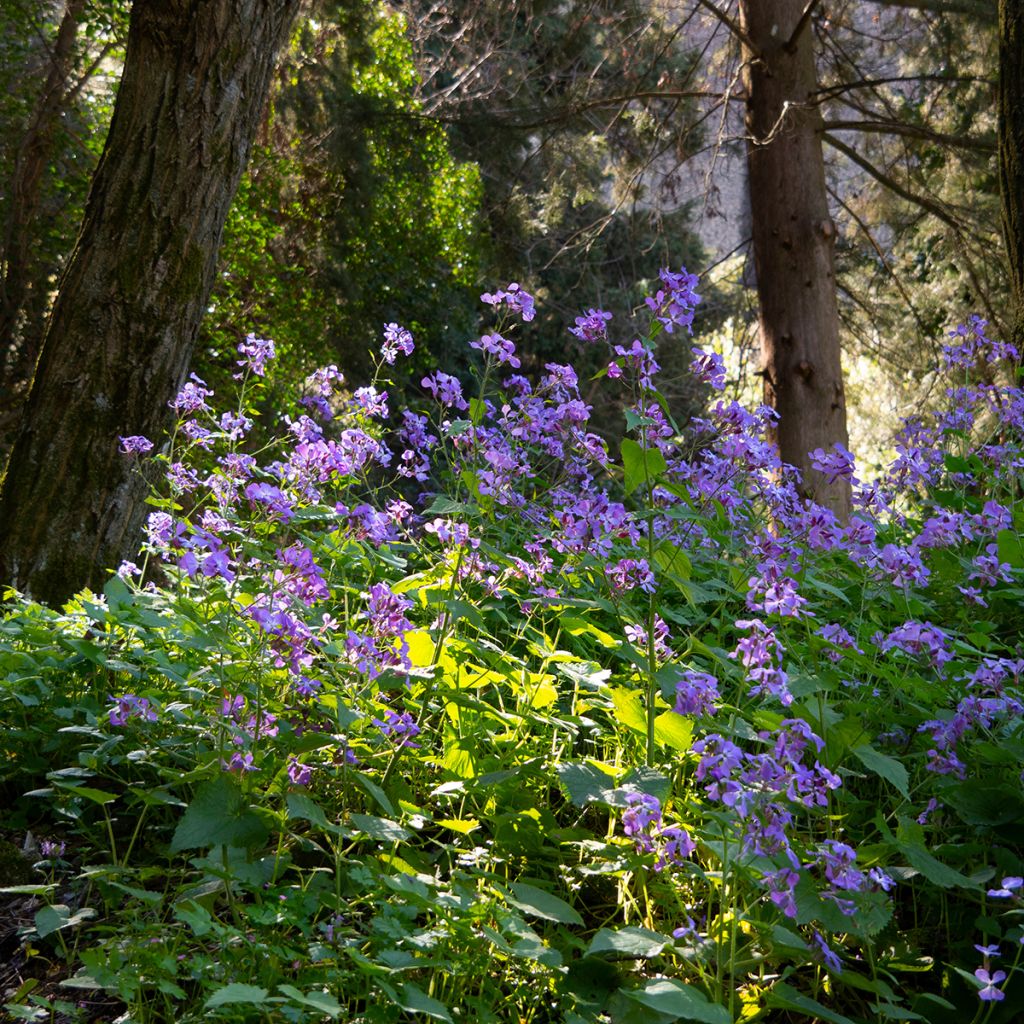 Hesperis matronalis - Violaciocca antoniana